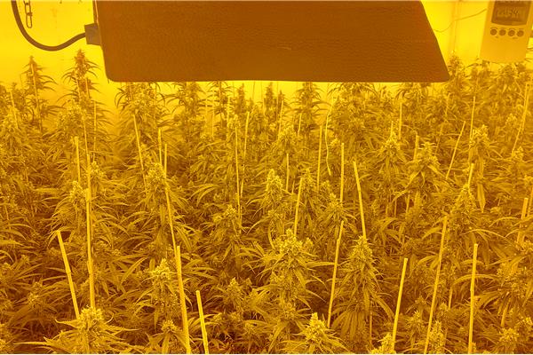 Merksem - Verdachte aangehouden in onderzoek naar cannabisplantage